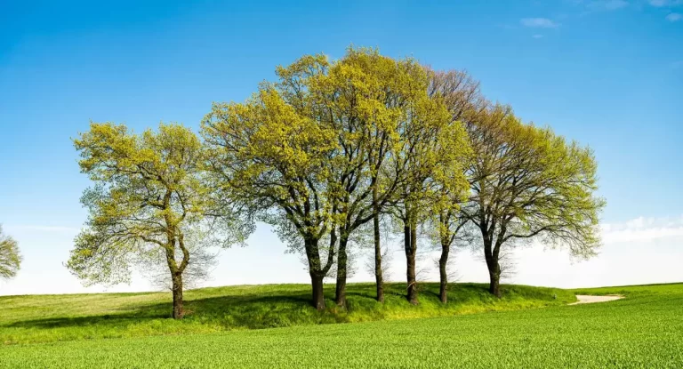 Waldom partners with Molex to plant 160,000 trees